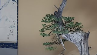 YAMADORI JUNIPERUS COMMUNIS by akinabonsai [upl. by Johnathon]