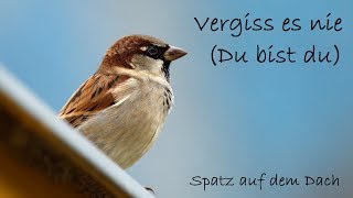 Vergiss es nie Du bist du  Lyric Video  Spatz auf dem Dach [upl. by Targett595]