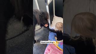 Sleeping in the horse trailer😴 shortsvideo horse pony equestrian [upl. by Henke]