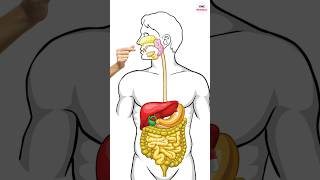 How do Paracetamol and Pain killers work By VMC Medical [upl. by Wrigley]