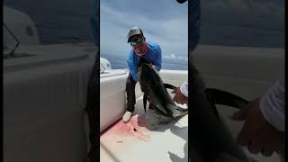 Giant Yellowfin at Sportfish Panama Island Lodge saltwaterfish yellowfintuna [upl. by Nylhsa]