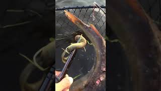 Removing parasitic lampreys from a fish [upl. by Gasparo]