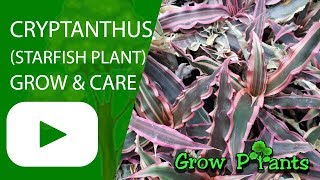 Cryptanthus  grow amp care Starfish Plant also as houseplant [upl. by Wolenik315]