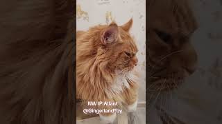 NW IP Atlant gingerlandby   питомникмейнкун мейнкун унасестькотята beautifulcat topcat cat [upl. by Grussing]