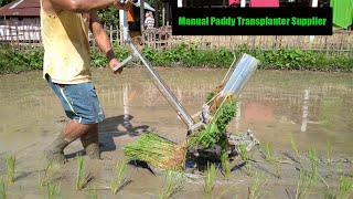 Excellent Manual Rice Planter Manufactured by HUAYO AGRO  How to transplant paddy seedling shorts [upl. by Tamarra]