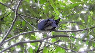 Whiteheaded Pigeon seen at Mill Road in the Moggill Forest [upl. by Reinold696]