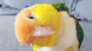 CAIQUE ME AWAY  Caique Bird  Caique Parrot  Super Cute and Funny Parrots Compilation 2018 [upl. by Elrebma]