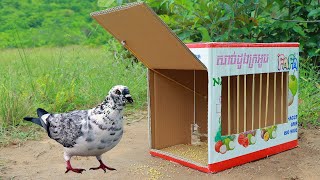 Easy Trapping Simple Quick Pigeon Trap Make From Cardboard Box [upl. by Ateloj]