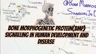 Bone Morphogenetic Protein BMP Signalling In Human Development And Disease [upl. by Idram]