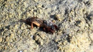 Mole cricket goes for a swim HD [upl. by Anehsuc]