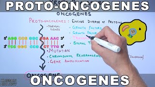 ProtoOncogenes and Oncogenes [upl. by Keg]