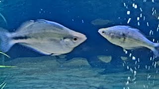 Blue Rainbowfish care guide  Turquoise rainbow fish gender feeding breeding and tank mates [upl. by Ardel]