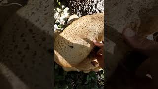 Schuppiger Porling Polyporus squamosus  Wasserspender im Notfall survival pilze mushroom [upl. by Anileva]