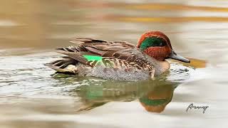 美洲绿翅鸭 Greenwinged Teal [upl. by Filberte]