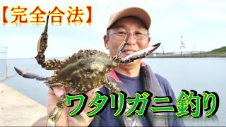 【カニ網を使わないワタリガニの釣り方】新釣法（合法）ワタリガニ釣り [upl. by Aneram]