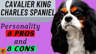 CAVALIER KING CHARLES SPANIEL PROs amp CONs Include Health Problems  Must Watch Before Getting One [upl. by Allister433]