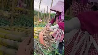 Fastening process of sugarcane bale [upl. by Lucille]