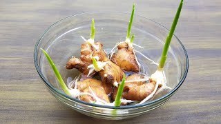 How to grow ginger garlic lemongrass at home [upl. by Nnylirehs]