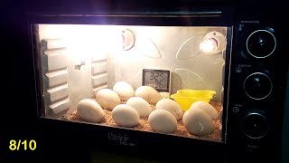 Cómo hacer una incubadora de huevos con horno de microondas para incubar huevos [upl. by Ecinwahs902]