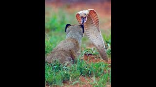 Mongoose Repays Ground Squirrels with Protection 😱😲 [upl. by Glimp]