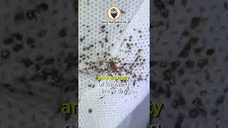 😱🕷️🛏️ Scary Bed Bug Infestation  Getting Rid of Bed Bugs  Edmonton Pest Control [upl. by Virgina]