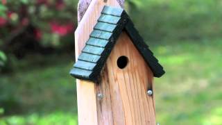 House Wren dismantling chickadee nest [upl. by Ecirtahs303]