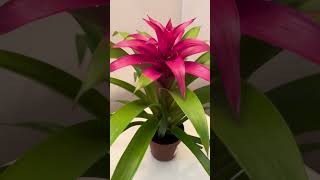 Guzmania piante pianta plants flowers flower [upl. by Adeys6]