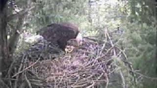 Bald Eagle Nest Building [upl. by Bartel115]