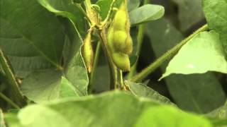 What are Soybeans quotAgriculture 101Americas Heartlandquot [upl. by Georg]