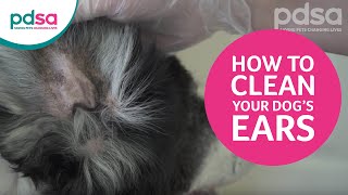 How To Clean Your Dog’s Ears And Recognise Ear Problems [upl. by Ttimme185]