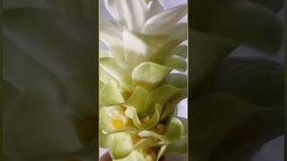 🤗Turmeric flower shortsvideo experiments [upl. by Annoyt]