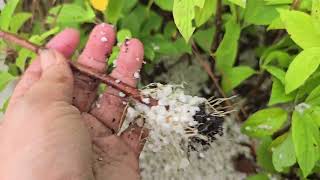 how to propogate hydrangea cuttings [upl. by Minnie875]