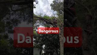 Dangerous leaning tree cutting Kulhari 🪓🪓🪓 treecutting treeplantation [upl. by Annyahs]