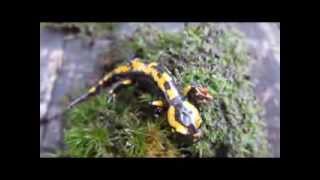 Feuersalamander  Die Entwicklung von der Larve zum Salamander [upl. by Altman]