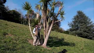 Pruning Cordyline australis [upl. by Kerk]