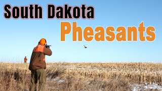 South Dakota Late Season Pheasant Hunting [upl. by As]