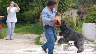 Nobel  quotThe Great Bouvier des Flandresquot [upl. by Norrek]