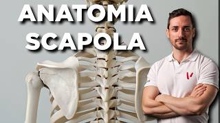 Anatomia della scapola [upl. by Yarled]