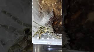 Pterinochilus murinus DCF Mikumi NP Feeding [upl. by Arlynne]