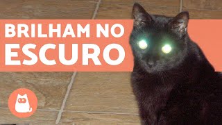 Por que os OLHOS dos gatos BRILHAM NO ESCURO [upl. by Eedyaj]