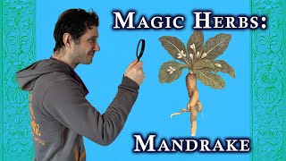 Magic Herbs Mandrake [upl. by Airotal]