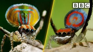 Peacock spiders dance for your life  BBC [upl. by Ytisahc]