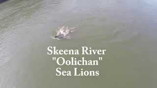 Skeena River Oolichan Sea Lions [upl. by Carce]