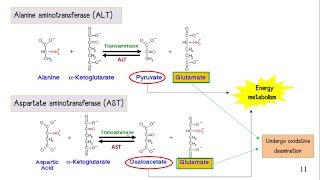 Amino Acid Metabolism [upl. by Ybbob68]