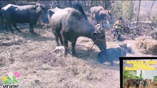 Mamu ka Cow amp Buffalo Ka Chota Sa Setup 🐂 [upl. by Kulseth]