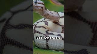 Ultimate Ball Python Care Tips [upl. by Yedrahs]