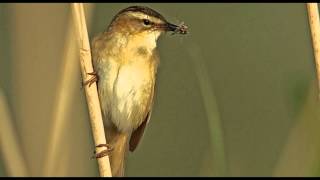 Sedge Warbler Bird Call Bird Song [upl. by Arihs800]