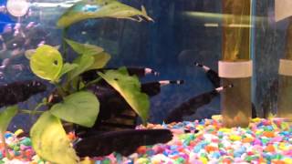 Black Ghost Knifefish Apteronotus albifrons For Sale [upl. by Lehpar]