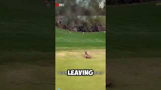 Smart Hare Outsmarts Black Cat but Can It Outsmart a Lynx shorts viralvideo [upl. by Taran497]