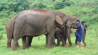 Khum Min the elephant is welcomed into the free herd by a very forward female [upl. by Weylin]